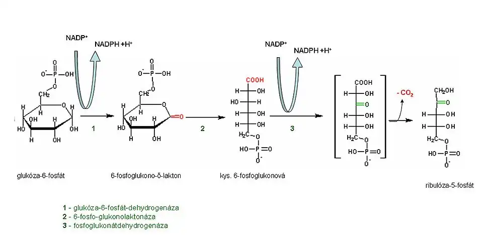 Pentosofosfátový cyklus