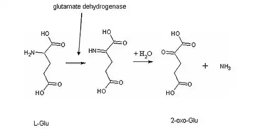 oxidační deaminace