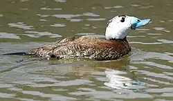 Kachnice bělohlavá (Oxyura leucocephala)