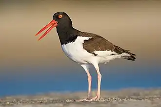 alternativní popis obrázku chybí