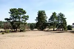 Písečný přesyp u Vlkova