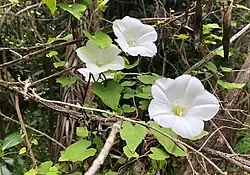 Calystegia tuguriorum z Nového Zélandu, Chile a některých ostrovů jižního Pacifiku a Atlantiku
