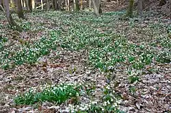 Údolí Chlébského potoka