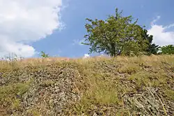 Přírodní památka Čubernice