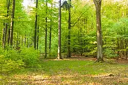 Bučina – Spálený kopec