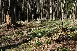 PP Hersica - louka s kvetoucími bledulemi