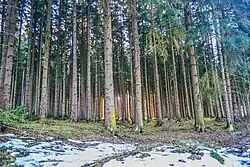 Přírodní památka Maršovy Chody v zimě