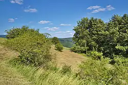 Nálet dřevin uprostřed louky na území přírodní památky Mechnáčky