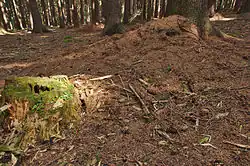 Mraveniště v přírodní památce