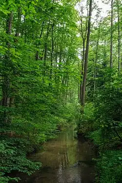 Náhon severozápadně od Týniště nad Orlicí na území přírodní památky Týnišťské Poorličí