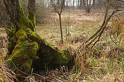 Mokřad v přírodní památce