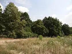 Lesy východně od sídliště Rohožník a severně od Květnické studánky