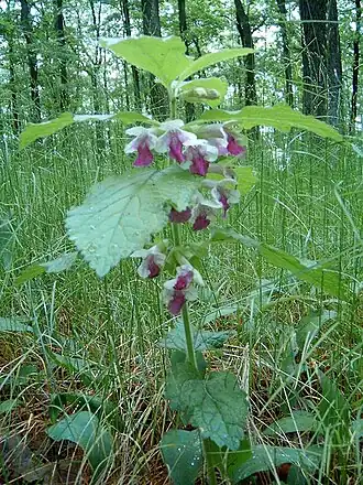 alternativní popis obrázku chybí