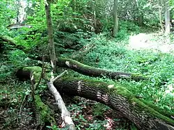 Přírodní rezervace Herštýn