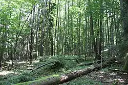 Přírodní rezervace Hrby u Vráže