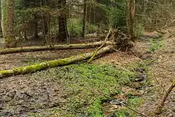 Přírodní rezervace Kačerov