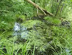 Přírodní rezervace Kamenec