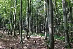 Pohled na bučinu na lokalitě