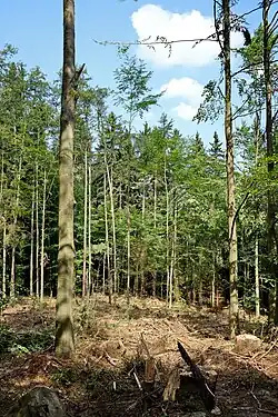 Bučina na lokalitě