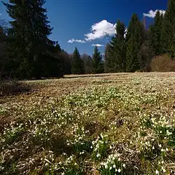 Louky s kvetoucími bledulemi