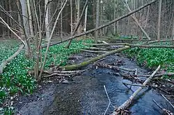 PR Rakovecké stráně a údolí bledulí