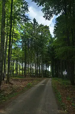 Přírodní rezervace Skály