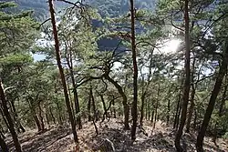 Fotografie ukazuje borový les