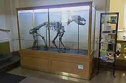 Medvěd jeskynní, kostra ve vstupní prostoře budovy PřF UK v Praze, Albertov 6.