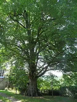 Celkový stav v létě 2015