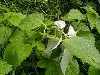 alternativní popis obrázku chybí