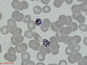 alternativní popis obrázku chybí