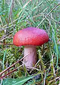 Holubinka rudonohá Russula rhodopoda