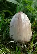 Coprinus atramentarius