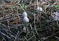 Coprinus lagopus