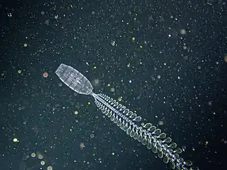 alternativní popis obrázku chybí