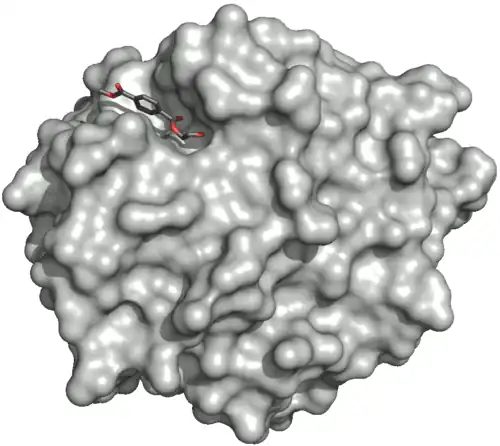 Povrch dvojitého mutantu PETázy 5XH3 (R103G a S131A) s HEMT (1-(2-hydroxyethyl)4-methyltereftalátem) navázaným na aktivní místo. HEMT je analogem MHET, na který se váže methanol esterovou vazbou.