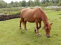 Klumpy na předních končetinách koně (Muzeum Wsi Słowińskiej, Polsko)