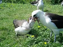Fotografie albatrosa s roztaženým zobákem, k němuž je natažený zobák mláděte ve snaze získat vyvrženou potravu