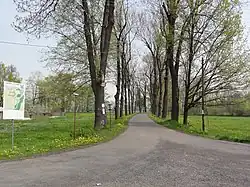 Jasanová alej ve Frelichově