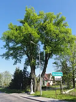 Památná lípa a kříž