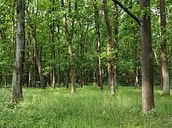 Listnatý les na území PP v červnu 2023