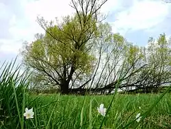 Přírodní památka na jaře 2017