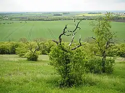 Jižní svah PP Chotuc se starým třešňovým sadem