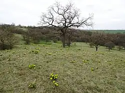 Horky (přírodní památka)