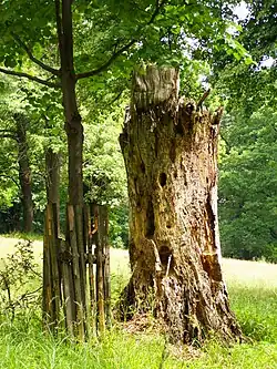 Torzo stromu v oboře