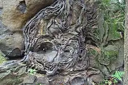 Pískovcový mikroreliéf