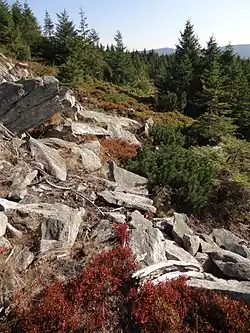 Klečoviště na Smrku