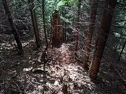 hustý lesní porost na území PP