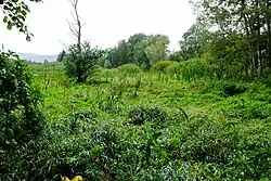 Louka u Šnajberského rybníka