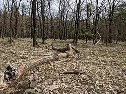 Doubrava v přírodní památce Na Líchách